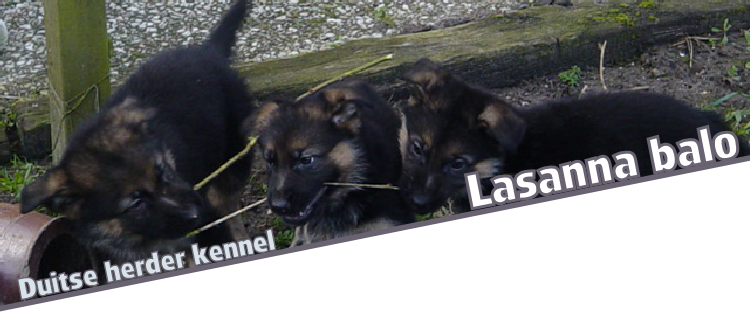 Duitse herder kennel